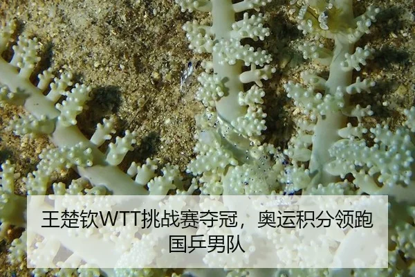 王楚钦WTT挑战赛夺冠，奥运积分领跑国乒男队