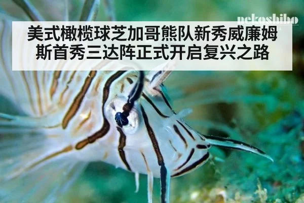 美式橄榄球芝加哥熊队新秀威廉姆斯首秀三达阵正式开启复兴之路